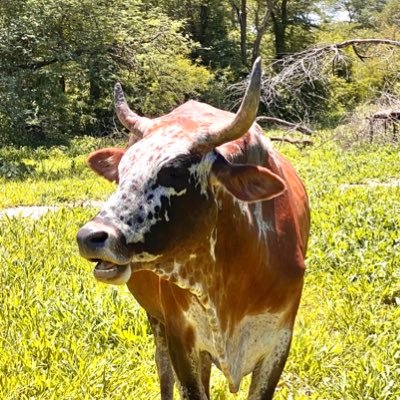 Mafisa works in rural Zambia, expanding ownership and productivity in smallholder livestock