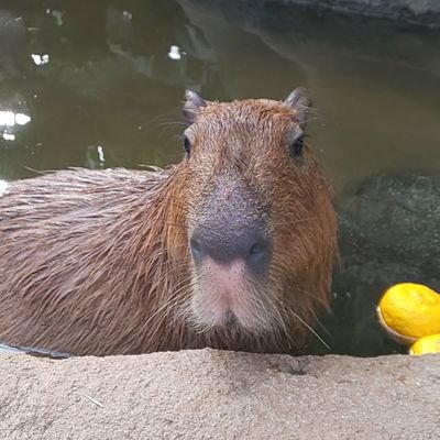 SAORIさんのプロフィール画像