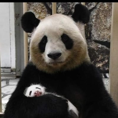Pandaski2世 ベタですが 旭山動物園は良いですし 小規模動物園なら 神戸の王子動物園はパンダのタンタンばあちゃんがいてオススメです ばあちゃんは中国に帰還する予定なので 帰る前にあって欲しいです