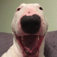 nugget (@nuggetlmao) 's Twitter Profile
