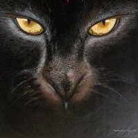 The Wizard (@onlyoneoso) 's Twitter Profile Photo