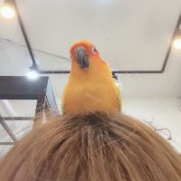🥚 (@izonepm) 's Twitter Profile