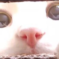 asdrt (@asdrt___) 's Twitter Profile