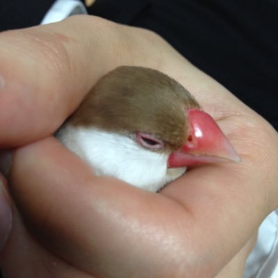 文鳥と暮らしたい در توییتر いらすとやのlineスタンプで最近の言葉を覚える 文鳥と暮らしたい در توییتر いらすとやのlineスタンプで最近の言葉を覚える