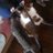 猫先生のアイコン