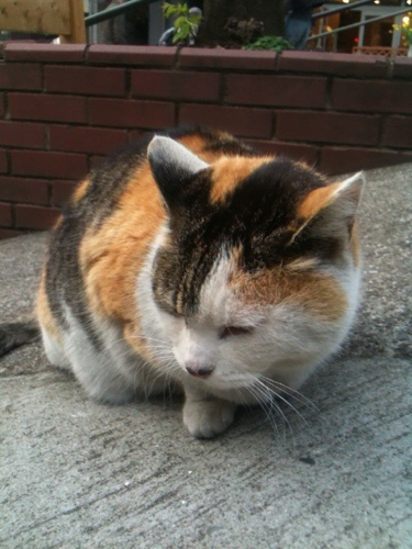 sendagi_girl's profile picture. 震災の2日後に千駄木に越してきました。引越し屋さんが予定通り来たことに、すごく驚きました。

まだまだ谷根千の初心者ですが、この街が好きで、うろうろしてます。美味しいお店みつけて、週末を楽しみます。