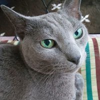 γ«γγγπ (@mana_ff5_ev01) 's Twitter Profile