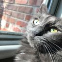 Silver Kitty - @SilverKitty10 - Twitter