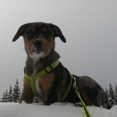 kitschminyof's profile picture. Etudiant en master informatique en Savoie accompagné d'un fidèle chien, Rio.