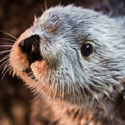 OttOMOtO7's profile picture. Pure Banter