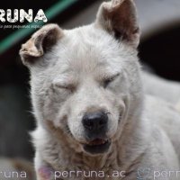 Perruna(@perruna_ac) 's Twitter Profile Photo
