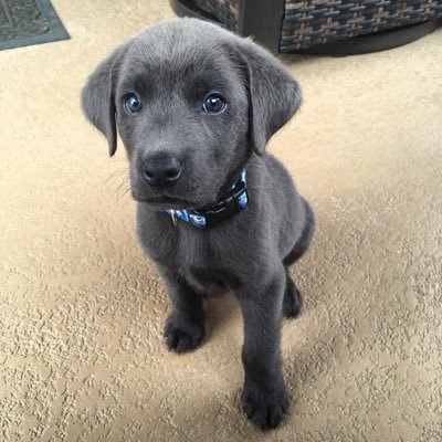 Bella_Tuesday's profile picture. Hey Am Bella❤️