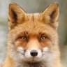 fancenox's profile picture. 