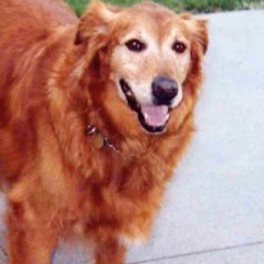 Old and slow. Happy to be here. Still miss Toby, Golden friend in Heaven. Fast cars, sprints, Fastpitch.Retired Pharmacist. US Army vet.