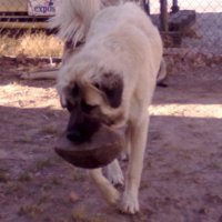 StillDaMadGreek (@stillmadgreek) 's Twitter Profile Photo