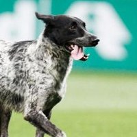 Cachorros em Campo (@caonogramado) 's Twitter Profile