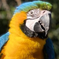 Monica Friend 🦜 Owner/Trainer(@monicas_macaws) 's Twitter Profile Photo