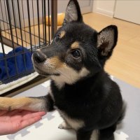 らーにゃ🦊🌸 (@orchid200510) Twitter profile photo