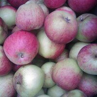 N.Perrott Farm Shop (@parrettbrand) 's Twitter Profile