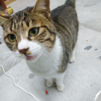 由茉 愛しのトゥールビヨン お誕生日ケーキに作ってみました おジャ魔女どれみで出てきたケーキでかなり簡略化してあるけど おジャ魔女どれみ 愛しのトゥールビヨン お誕生日ケーキ