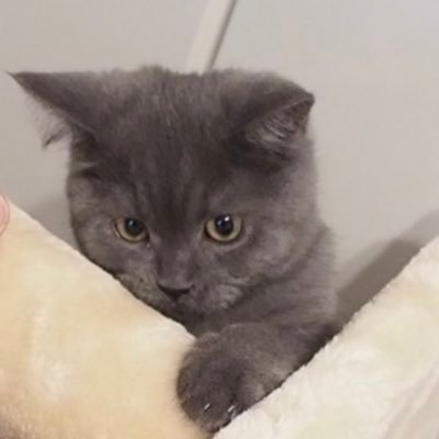 愛猫エルモくんの日常を呟いていきます🐈‍⬛ ブリティッシュショートヘア1歳の男の子🐾猫垢からのフォロー大歓迎です🤍YouTubeもやってます👩🏻‍💻