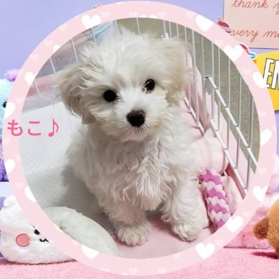 ミックス犬 マルプーのもこ A Twitteren 日曜日初トリミング まだまだ赤ちゃんの細い毛の上 毛量も少なくて へたってこんな感じー Dog マルチーズ トイプードル ミックス犬 パピー犬 犬 アニマルセラピー マルプー ペット いやし犬 もふもふ ミックス犬 マルプーのもこ A Twitteren 日曜日初トリミング まだまだ赤ちゃんの細い毛の上 毛量も少なくて へたってこんな感じー Dog マルチーズ トイプードル ミックス犬 パピー犬 犬 アニマルセラピー マルプー ペット いやし犬 もふもふ