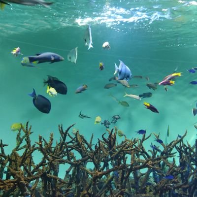 AdamasM's profile picture. 23区在住。小学生×2の子育て中な共働き生活。2027中受予定。