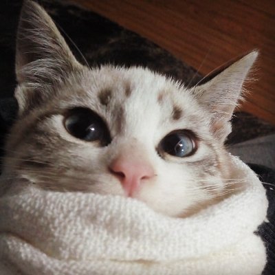 Uma gatinha muito fofinha 😸😸😸😸😸
Dá uma moral pro perfil da gata