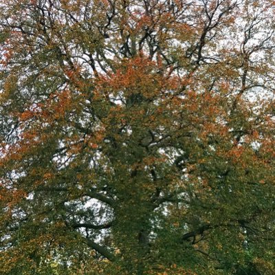 seyitali264's profile picture. Hello :)