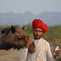 Camel Charisma (@charismacamel) 's Twitter Profile