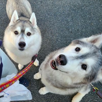 兵庫県在住
シベリアンハスキー🐺(りん♀:2021/05/10🎂)、保護犬ミニチュアダックスフンド🐶(こなつ♂:2020に保護時推定12さい)、ゴールデンレトリバー🐶(けん♂:2022/04/04🎂)と暮らしています！
🐺はる♂:2022/03/20🌈お空へ、🐺あき♀:2021/03/23🌈お空へ)