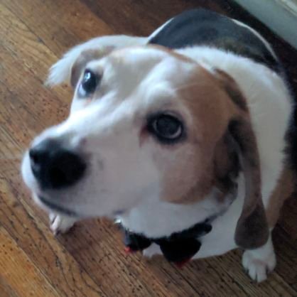 MeatBeagleFilms's profile picture. Multi-genre film production. 
Also home to VC Effects, a practical and makeup FX company (open availability)
Multiple film projects seeking funds. 
DMs welcome.