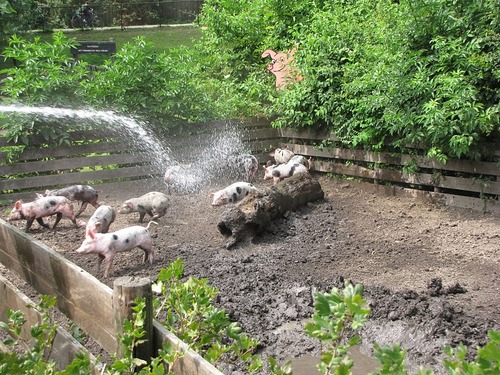 Dit is het officiële Twitter-account van de Stadsboerderij Het Buitenbeest in Zoetermeer. Wij zijn te vinden op Voorweg 93 in de wijk Meerzicht.