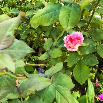 111fleur's profile picture. 