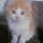Profile Picture of Isf_southisland_nz (@@isf_dunedin_nz) on Twitter