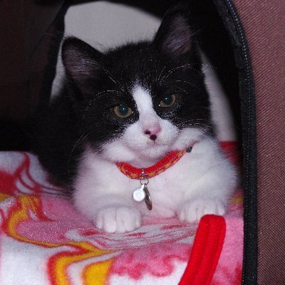 RomaPapi0417new's profile picture. おれ、ねこ「ろまーにゃ」保護ねこにゃむにゃ😼
マーシャル諸島、マジュロの太平洋戦争慰霊の碑
安倍晋三総理の喪が明けました。弔旗を下ろしましたっ🎌

飼主の素性：ネトウヨ２級、ねこウヨにく球、差別の魔王👿
#まだ自民党員（☜大多数に不信感
#よろりん党員💞