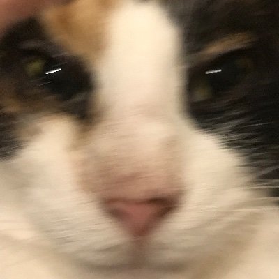 シニア猫とツンデレ犬と暮らす/30代で両親の介護スタート/在宅介護4年1人看取り、1人はGHに/介護うつから立ち直り中/楽しめるようになってきたかも