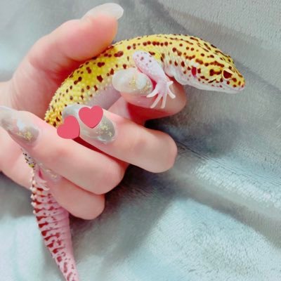 レオパ(道明寺君)の飼い主🦎💜