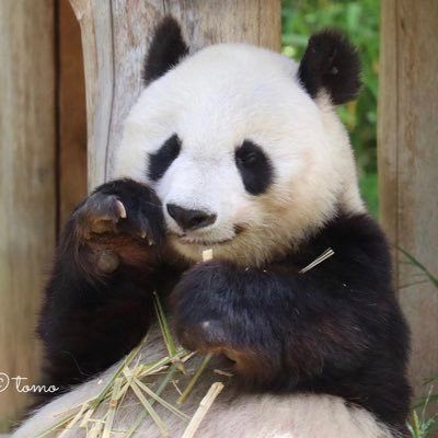 Ch1roru014's profile picture. パンダとアパレルが大好きなデザイナー💻🐼 現在はWebディレクションやUI/UXに関わりつつ、 フリーランスを目指して、グラフィック&Webのデザインを改めて本格的に勉強中✨ 目標は世の中に良きデザインを沢山出すこと❣️ 直近の夢は、いつでも🐼に会いに行けるライフスタイルを手に入れること🤤❤️