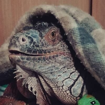 Funkysaurusさんのプロフィール画像