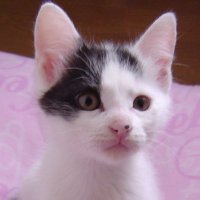 ちゃた💅✨🚀❤️🔥🌽🐚🍵 (@tyatamary) 's Twitter Profile