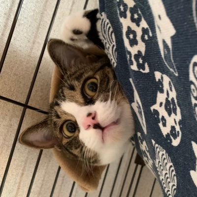 アメちゃん キジ白猫 Amechancorocoro Twitter