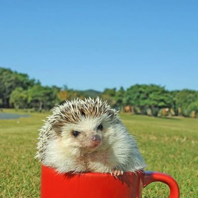 kanakana_531's profile picture. g70⚽️→千葉→石川 スキーヤー