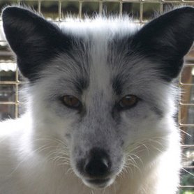 Siberian fox Profile