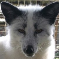 Siberian fox(@SilverVVulpes) 's Twitter Profile Photo
