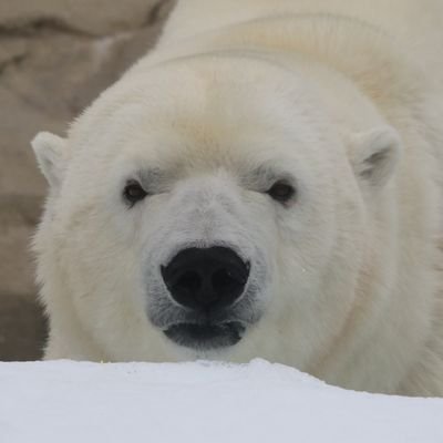 ホッキョクグマが好きで
動物園巡りしてますʕ•ᴥ•ʔ