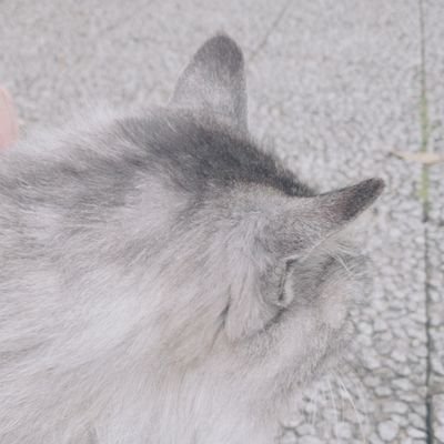 こはさんのプロフィール画像