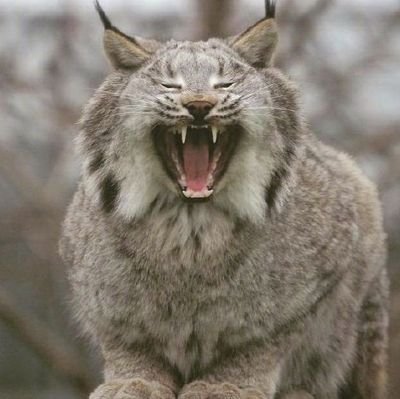 Groxさんのプロフィール画像