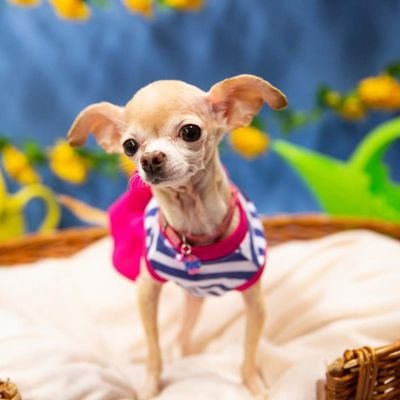 Hi! My name is Gidget!  I'm a 9 year old teacup chihuahua.  I'm also a tripod.. which means I only have 3 legs! She/Her. 🇨🇦
Run by @ashleyhillyer