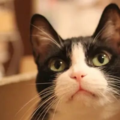■🚲大トロです🐟 ■二代目ORBEA ■性格以外は丸いおばちゃんです 出稼ぎ上京中です←ラ米←北米←九州←東南アジア←九州 ■テニスと自転車とラグビーとサッカーとと好きなことと飲み食いアカウントです ■■写真は若い時のトメちゃんfromくるねこ大和さん